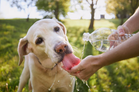 Preventing Heatstroke In Your Dog This Summer: 3 Things You Can Do Today
