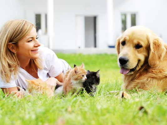 The Basic Necessities of Proper Pet Care