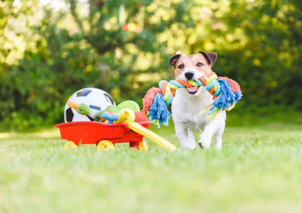 5 Fun Brain Games for Dogs