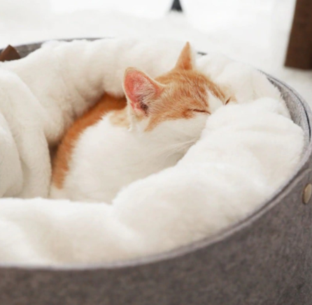 Pet bed