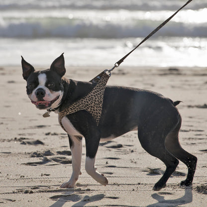 Cheetah Couture Step In Harness