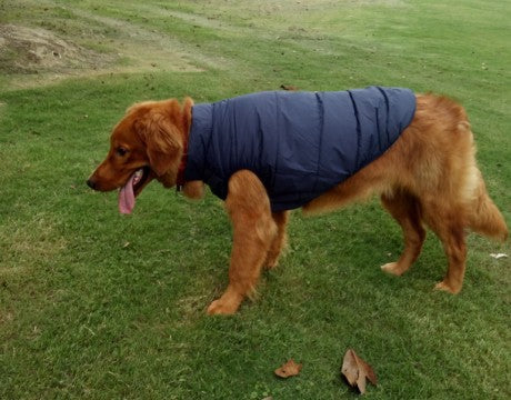 Waterproof outdoor pet clothing | LePetBoutique