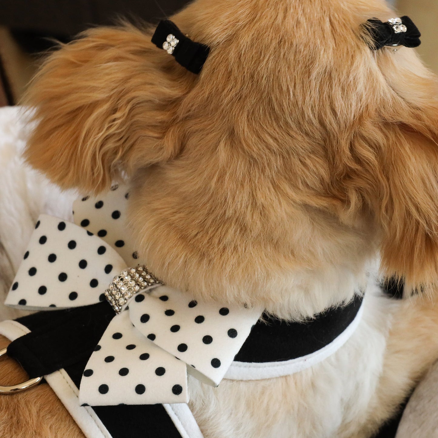 Polka Dot Nouveau Bow Tinkie Harness with White Trim