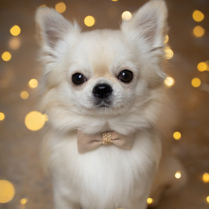 Gold Puparoxy Champagne Glitzerati Bow Tie 1/2" Collar