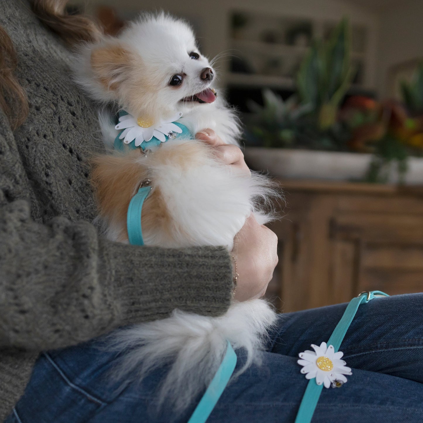 Large Daisy with AB Crystal Stellar Center Tinkie Harness