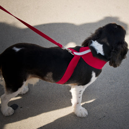 Red Solid Leash